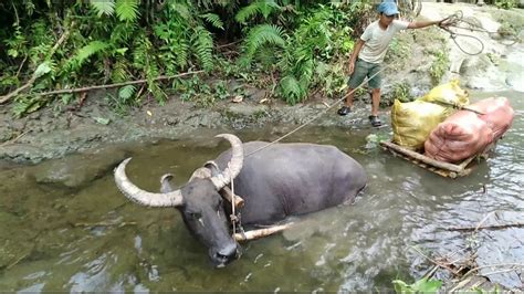 kantotan sa bukid